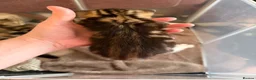 Mixed Breed cats for sale: Tabby kittens for sale  in Wakefield - Advert 3