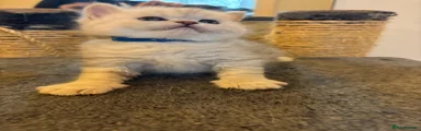 British Shorthair Kitten 1