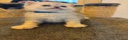 British Shorthair cats for sale: British shorthair kittens, breeded - Advert 28