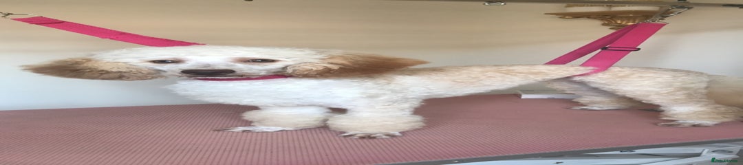 Miniature Poodle 1