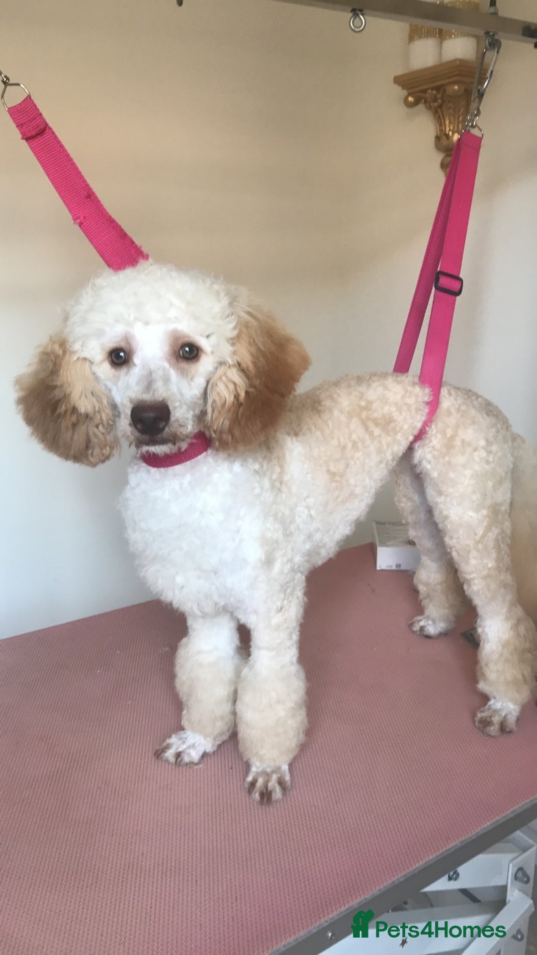 Miniature Poodle dogs for sale: Rehoming 2 miniature poodle sisters  - Image 3