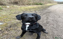 Mixed Breed dogs for sale: 1 year old GSP X Lab  - Image 13