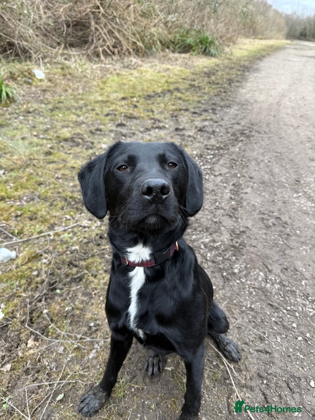 Mixed Breed dogs for sale: 1 year old GSP X Lab  - Image 13
