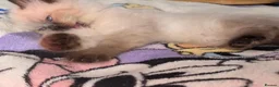 Mixed Breed cats for sale: 🐾  Bengdoll Kittens Bengal mum Ragdoll dad - Advert 31
