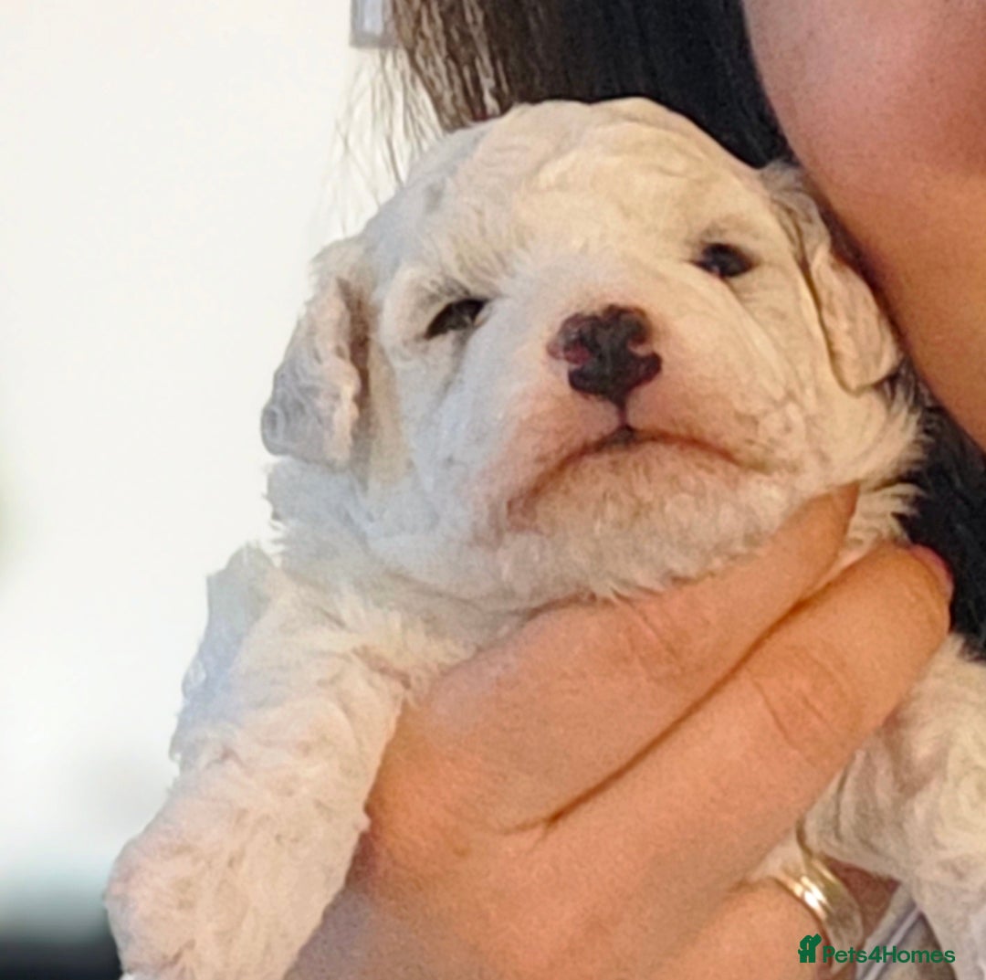 Bichon Frise dogs for sale: Sweet Bichon Frise puppies- Champion Bloodline  - Advert 28