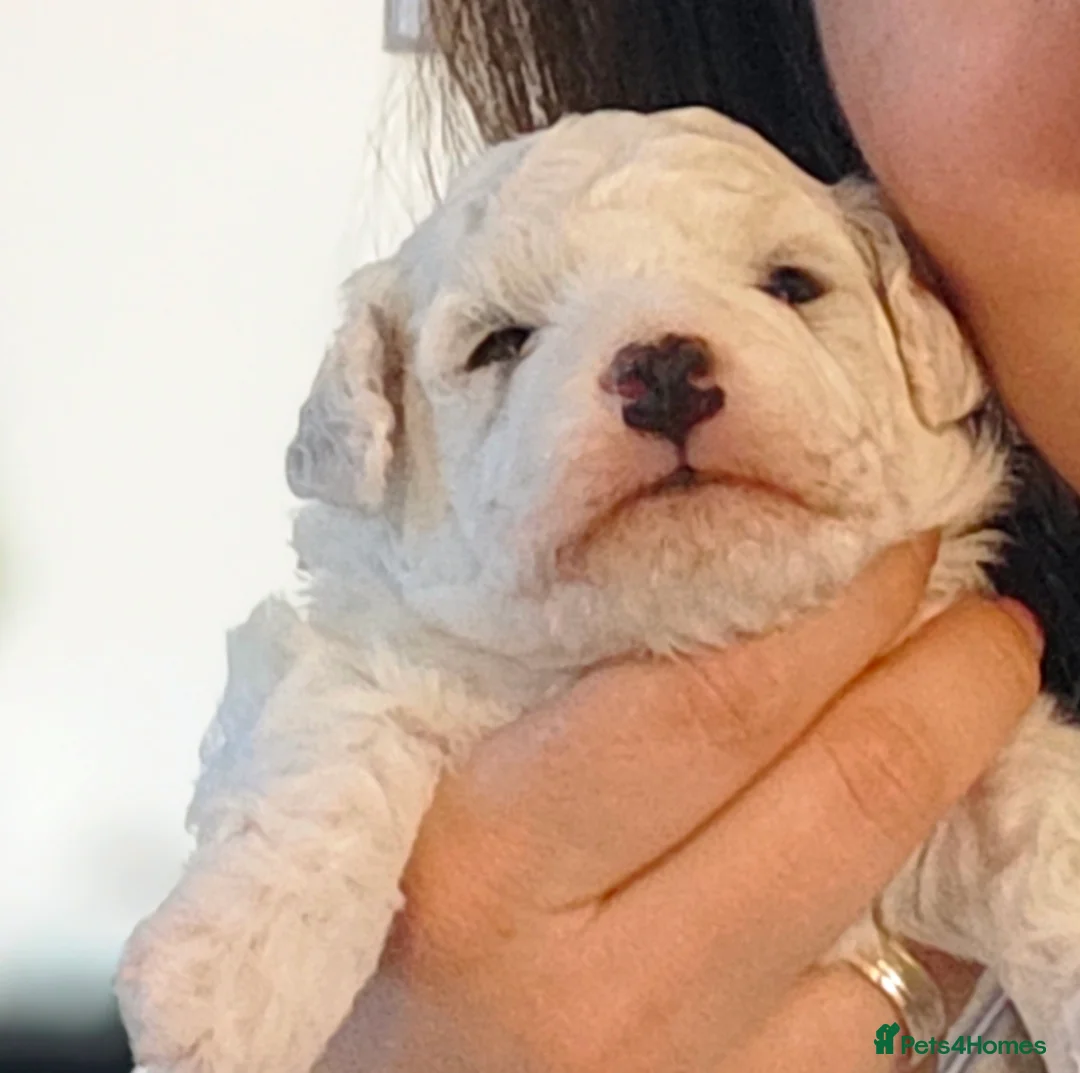 Bichon Frise dogs for sale: Sweet Bichon Frise puppies- Champion Bloodline  - Advert 35