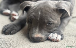 Staffordshire Bull Terrier dogs for sale: 1 BITCH LEFT !Blue BULLSCAFF Blood🩸line - Image 6