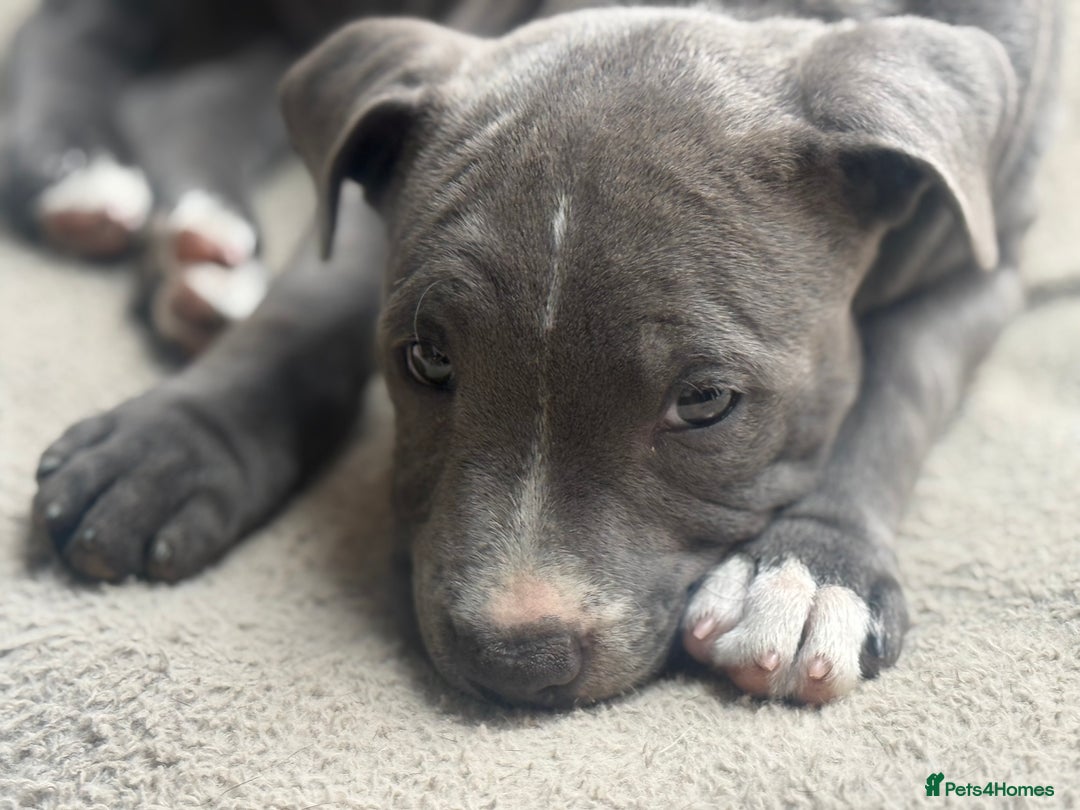 Staffordshire Bull Terrier dogs for sale: 1 BITCH LEFT !Blue BULLSCAFF Blood🩸line - Image 6