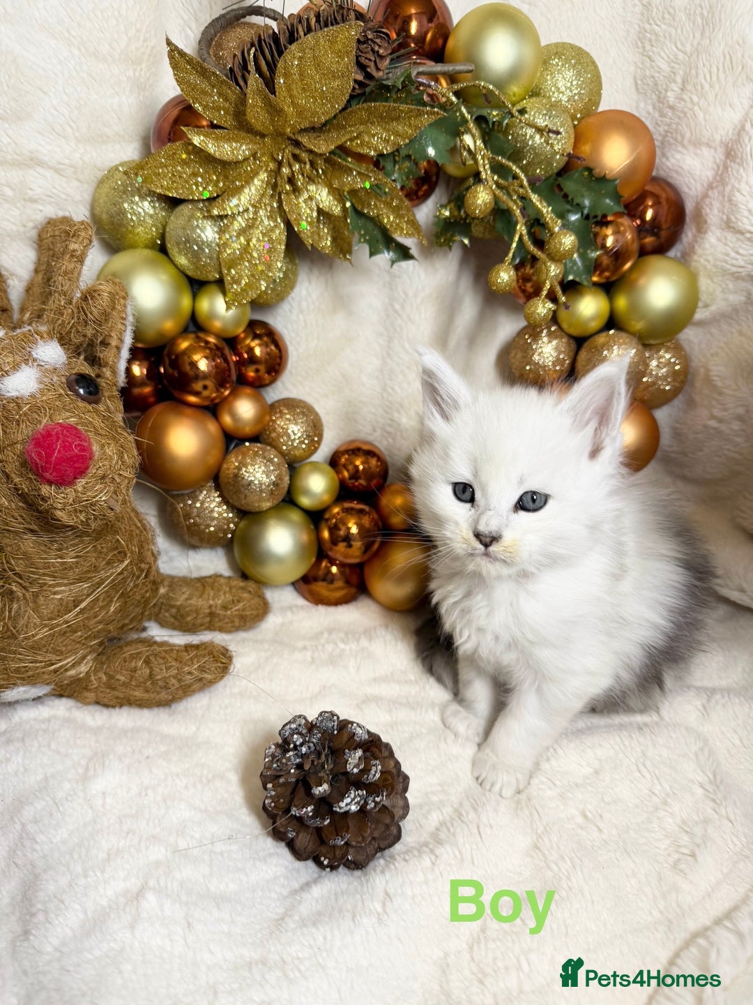 Maine Coon cats for sale: 🏅❤️Champ blood beautiful Mainecoone kittens 🏅 - Advert 9