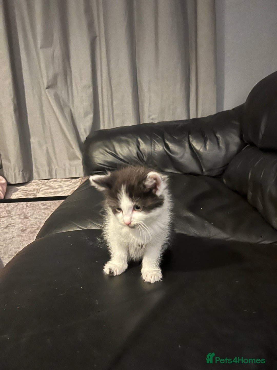 Domestic Shorthair cats for sale: Kittens - Image 2