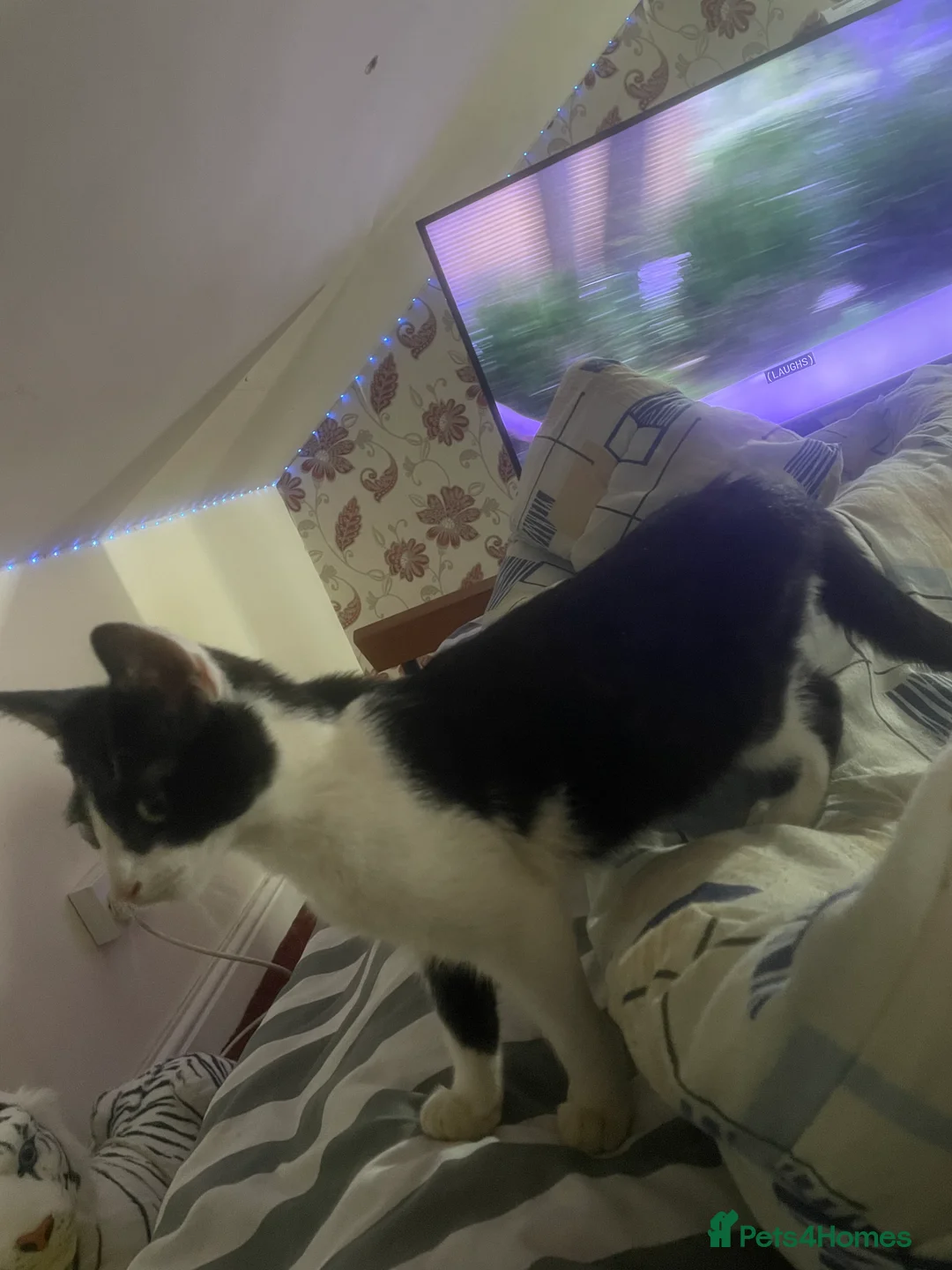 Mixed Breed cats for sale: Tuxedo cat  - Advert 4
