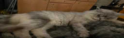Maine Coon cats for sale: Gorgeous Maine Coon kittens looking for homes - Advert 27