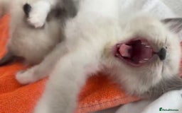 Ragdoll cats for sale: Blue Mitted Pedigree Kittens x 2 - Image 5