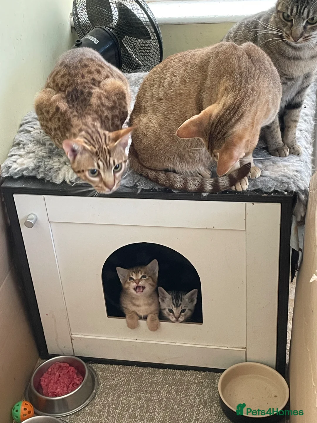 Ocicat cats for sale: Adorable Ocicat Kittens  - Advert 2