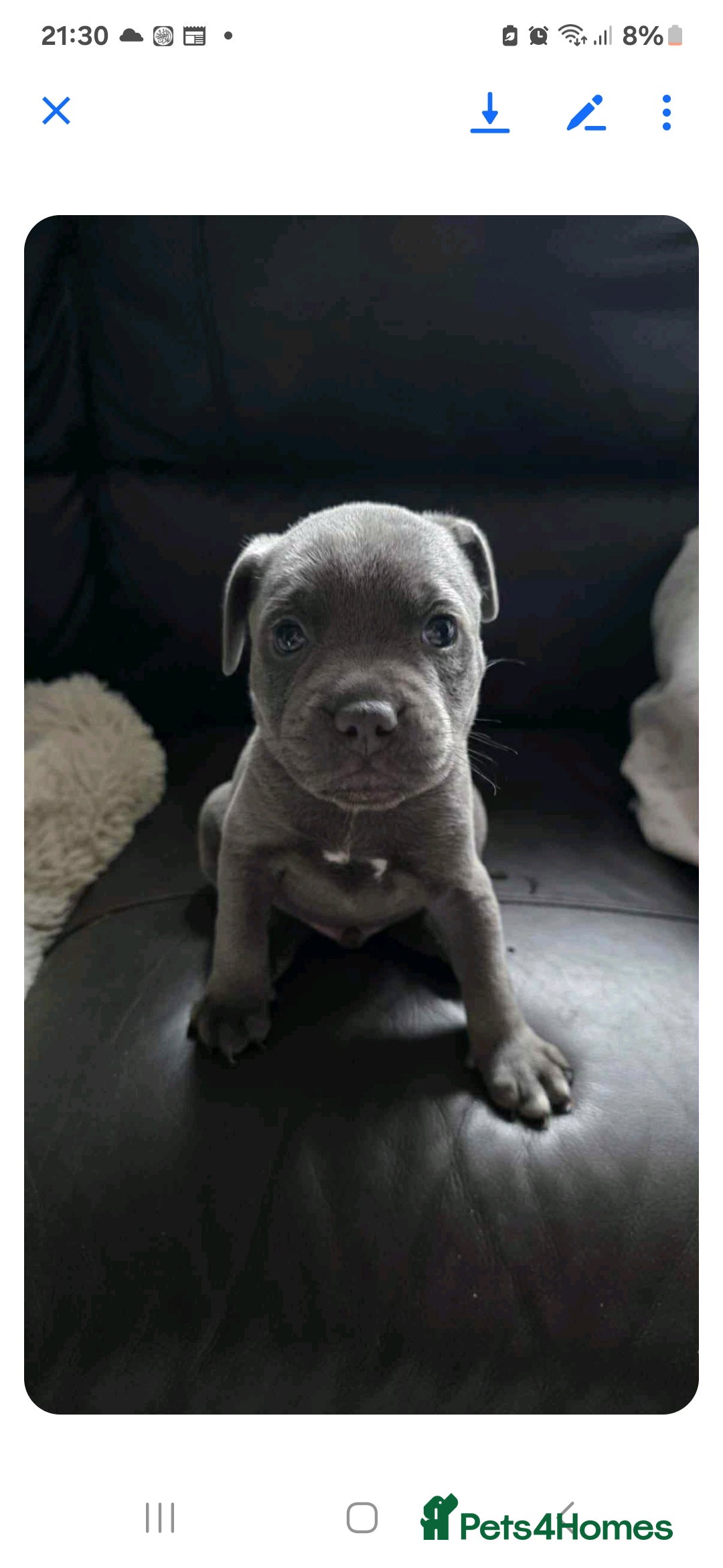 Staffordshire Bull Terrier dogs for sale: Blue staffy 10 weeks old male kc registered - Image 4