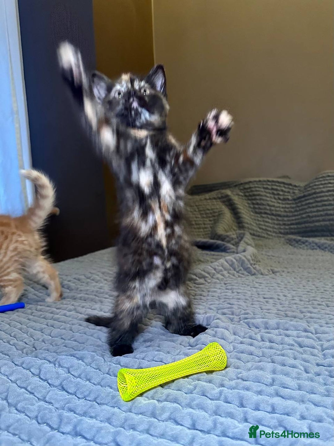 Domestic Shorthair cats for sale: 6 kittens - ready to move to new loving families - Advert 21