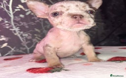 French Bulldog dogs for sale: French bulldog puppy’s - Image 1