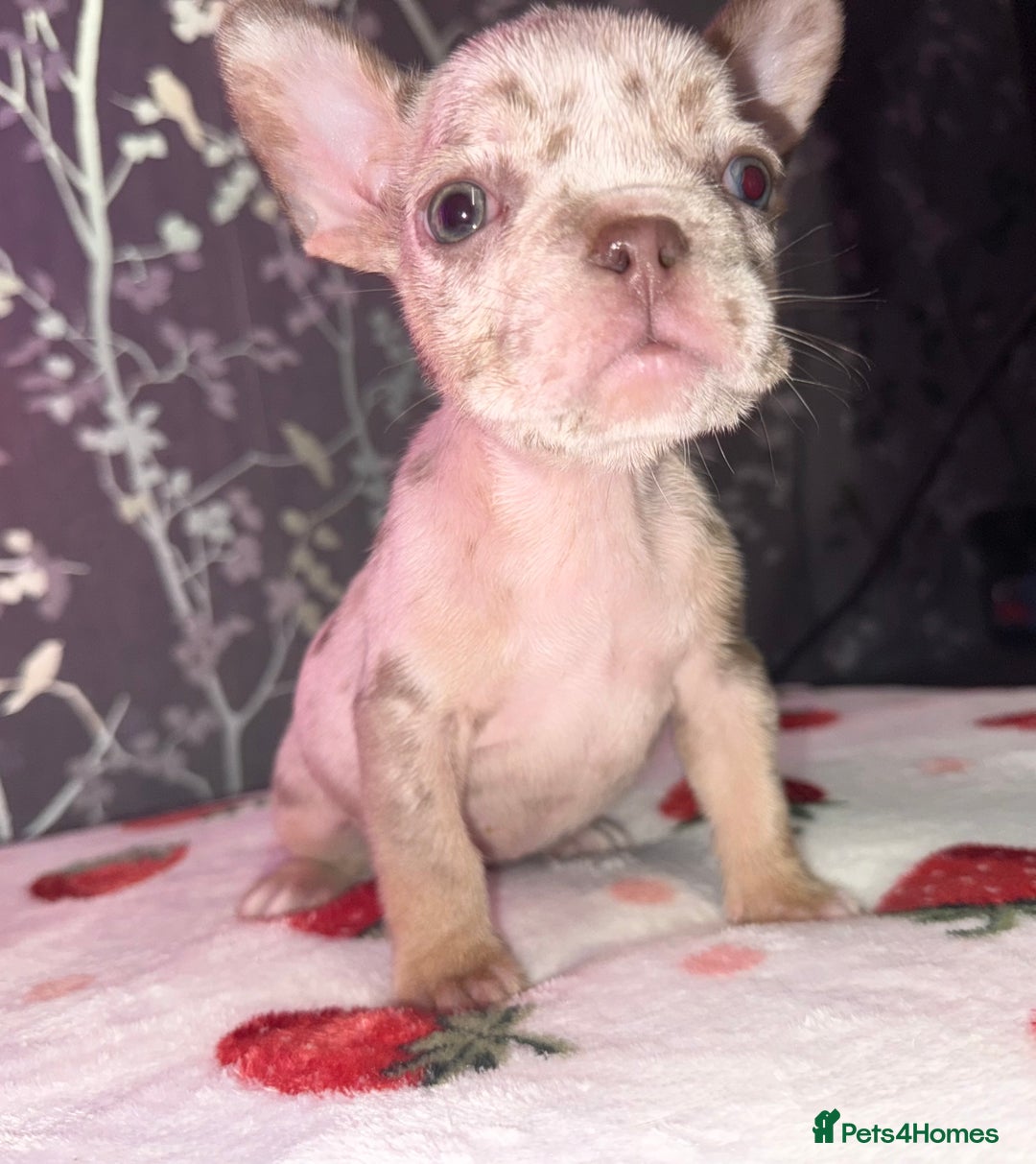 French Bulldog dogs for sale: French bulldog puppy’s - Image 1
