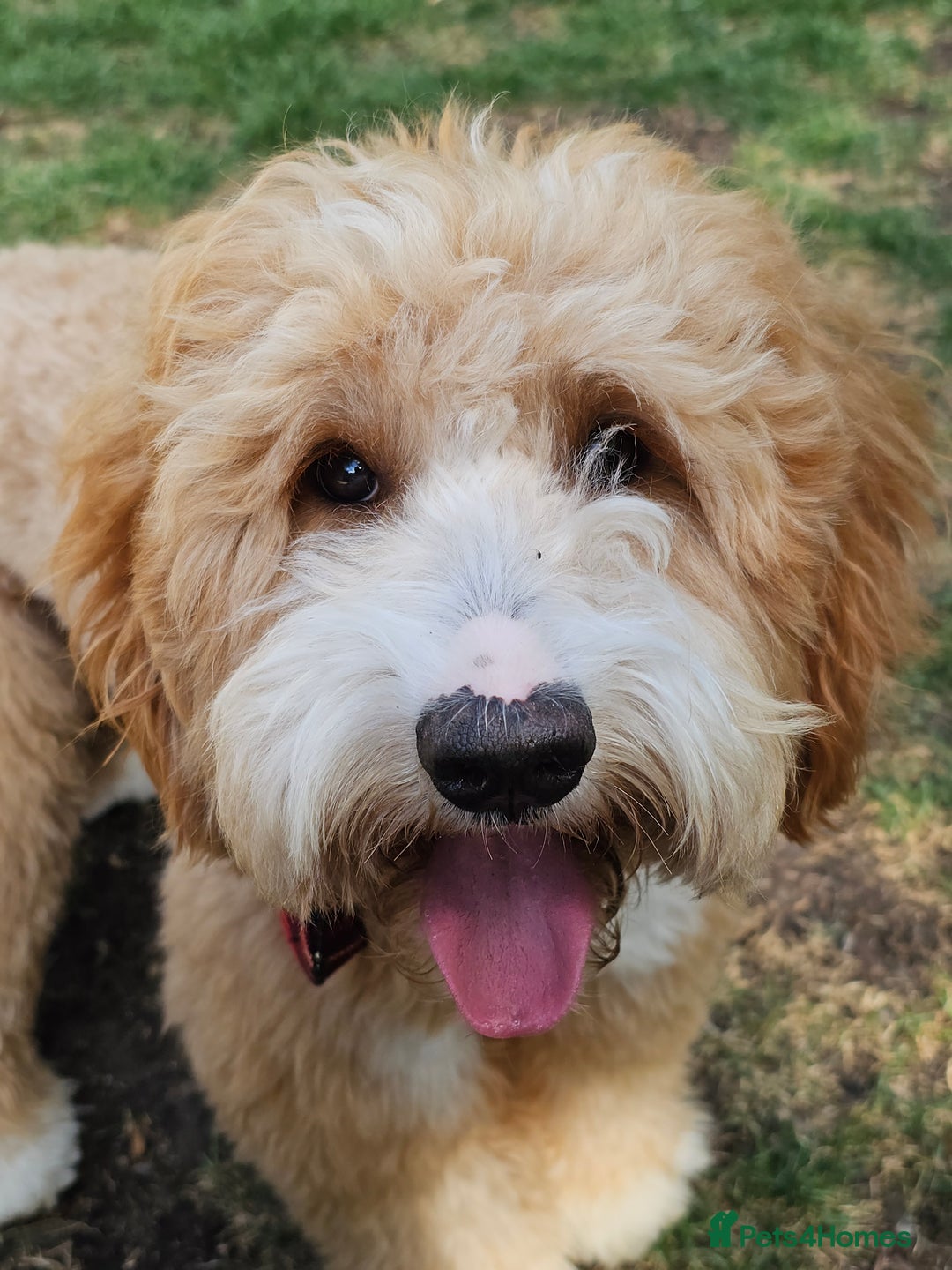 Cockapoo dogs for stud: Hip 0/0🌟 Elbow 0/0🌟 Australian Labradoodle - Advert 27