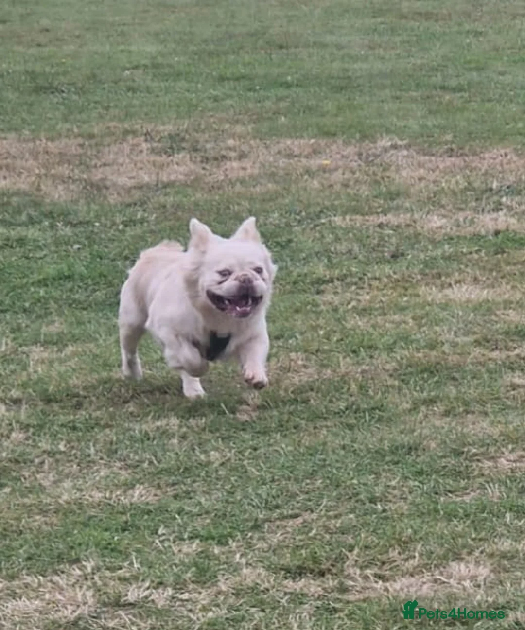 French Bulldog dogs for stud: Gizmo for stud in Birmingham - Advert 3