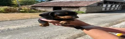 Miniature Dachshund dogs for sale: Miniature Dachshund Puppies - Advert 28