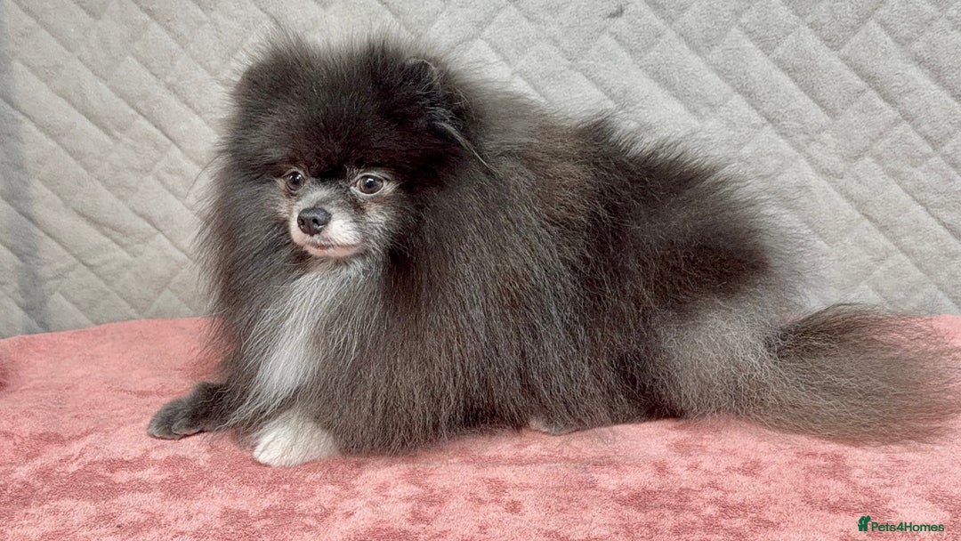 Pomeranian dogs for adoption: Tommy: The Little Dog Who Escaped Hell - Image 6
