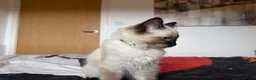 Ragdoll cats for sale: Ragdoll Kittens for Sale - Advert 7