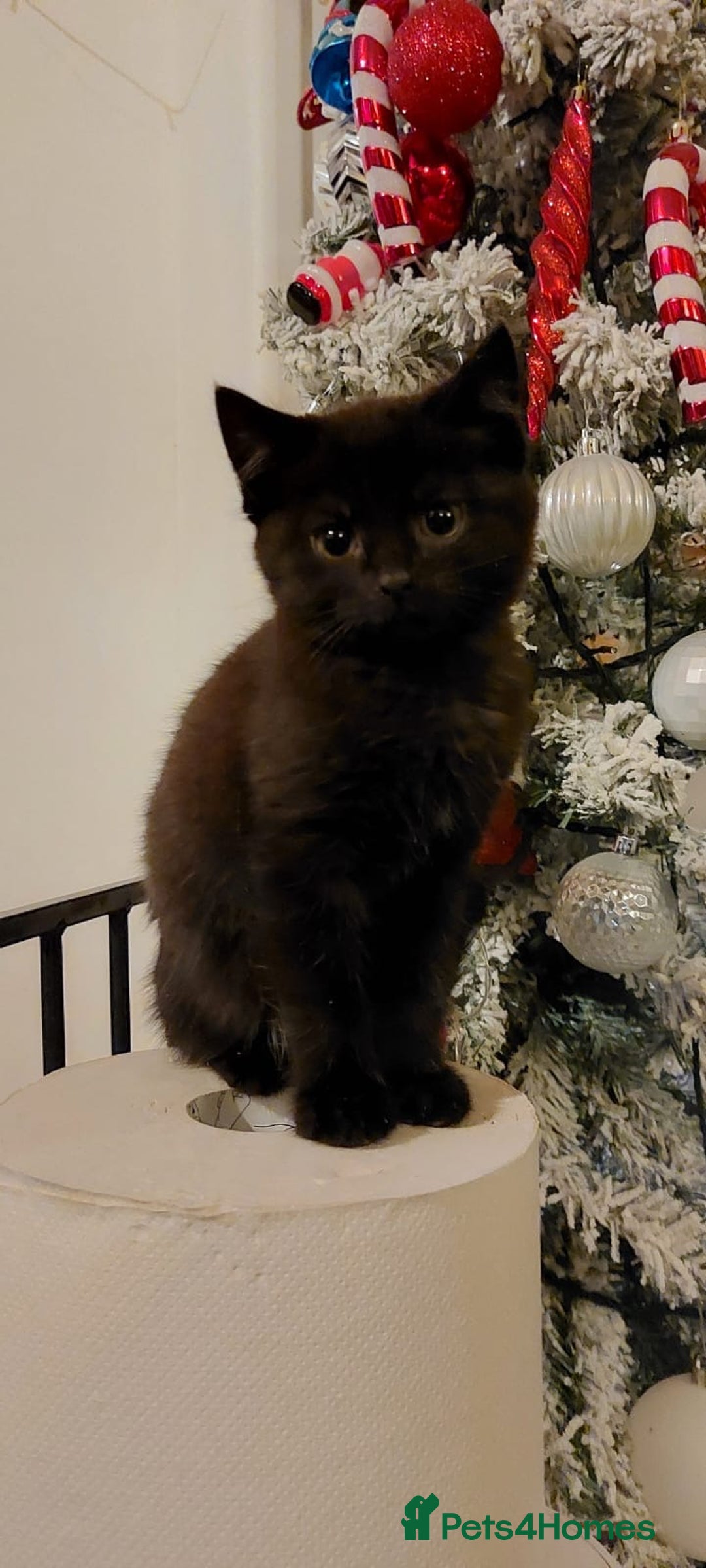 Mixed Breed cats for sale: Beautiful, lively, loving kittens  - Advert 8