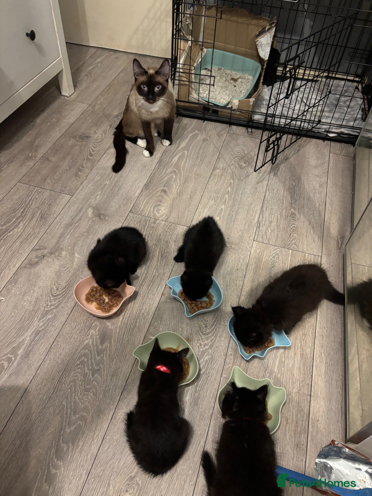 Mixed Breed cats Kitten for Sale - Advert 4
