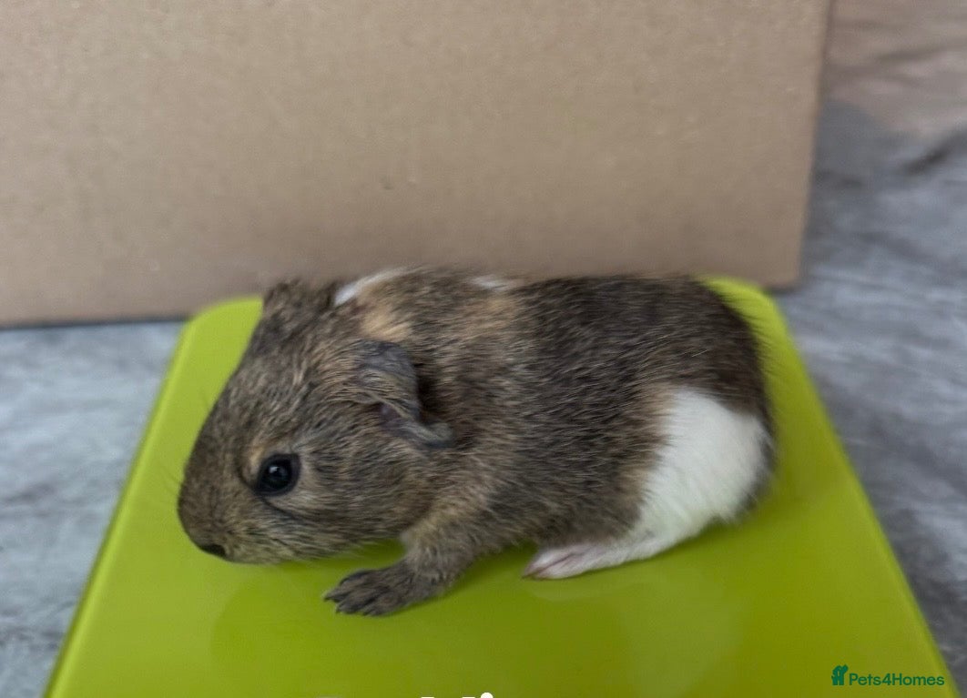 Guinea Pig rodents 2 beautiful female guinea pig babies  - Advert 1