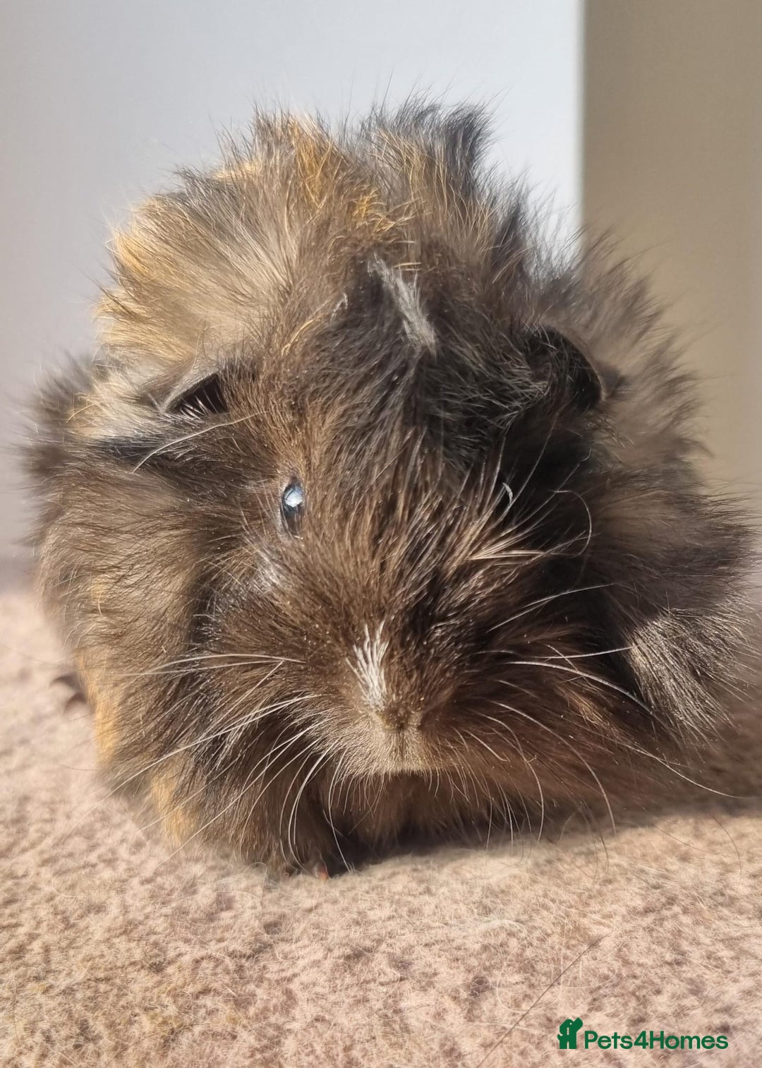 Guinea Pig rodents for sale: beautiful pair of friendly boys - Advert 3