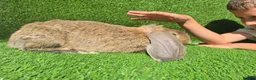 French Lop rabbits for sale: French lops 1 buck 2 does - Advert 7