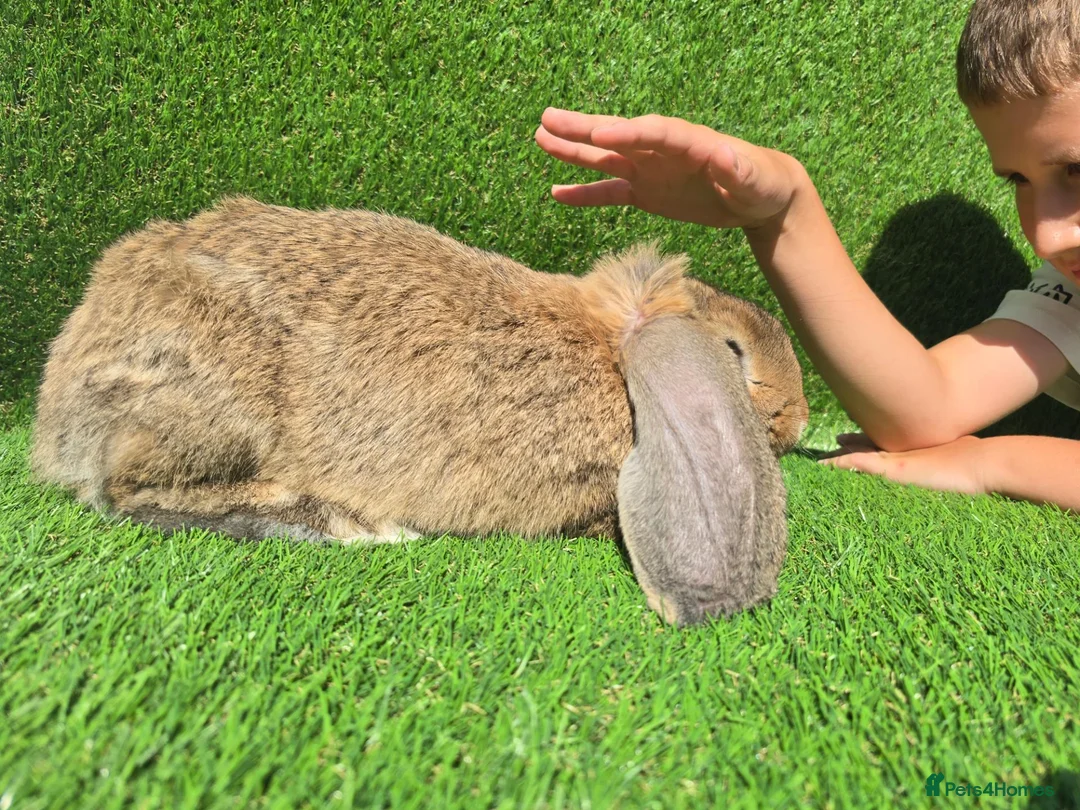 French Lop rabbits for sale: French lops 1 buck 2 does - Advert 7