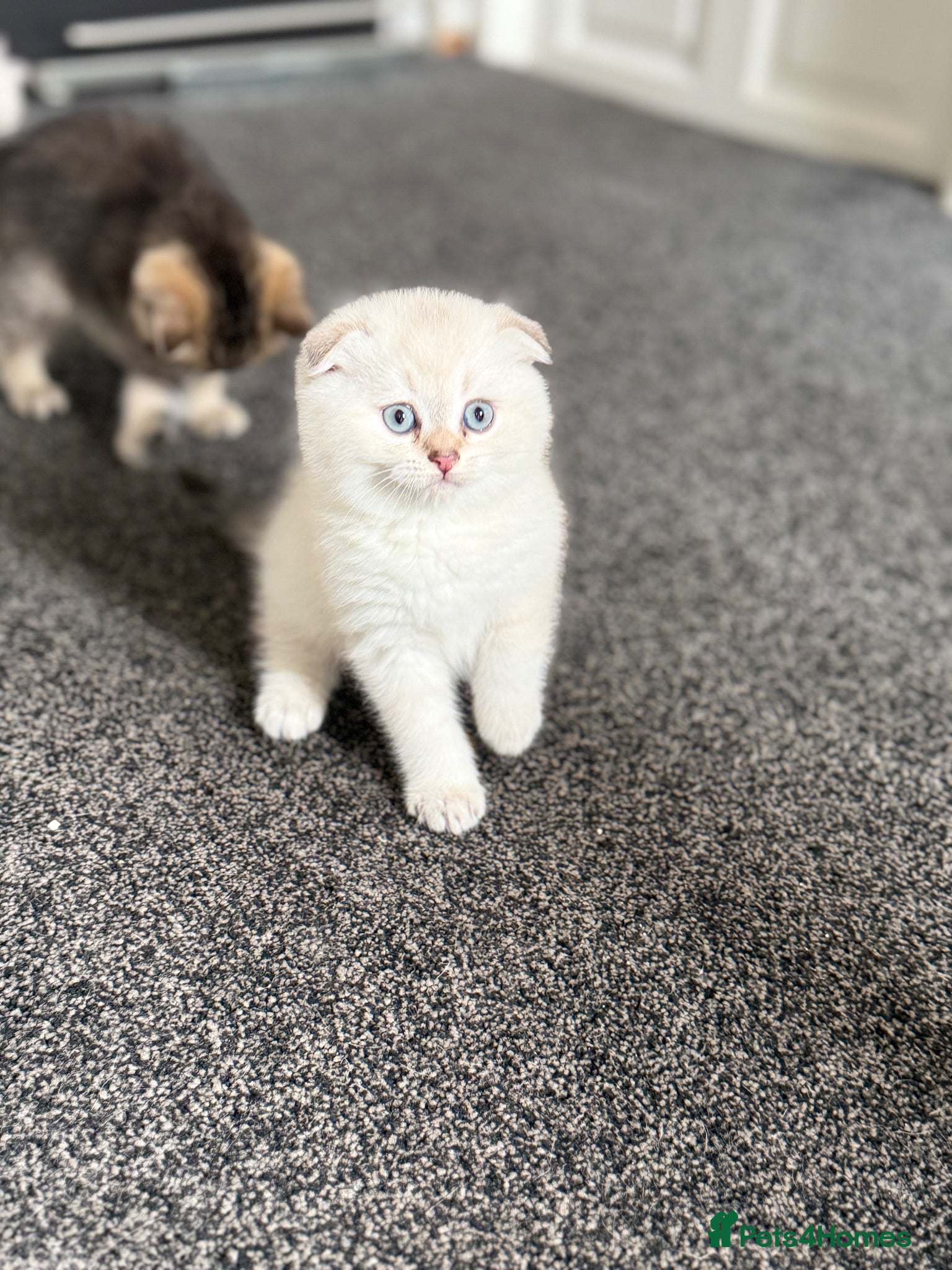 Scottish Fold cats Scottish Folds/ Straights available  - Advert 1