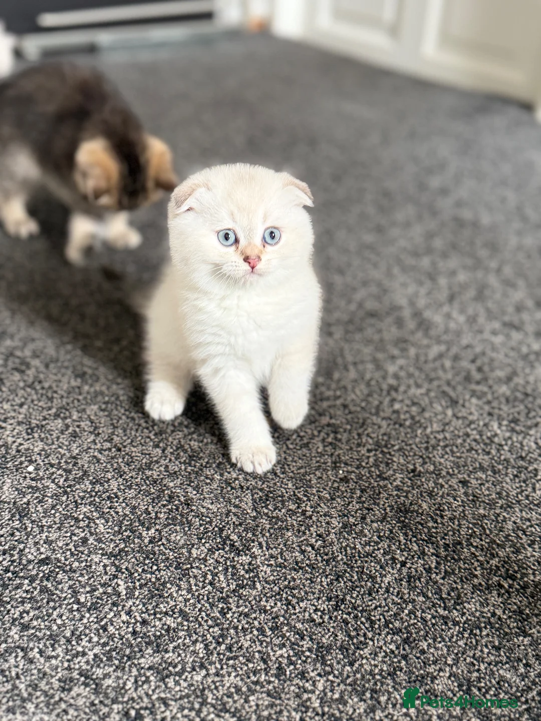 Scottish Fold cats for sale: Scottish Folds/ Straights available  - Advert 1