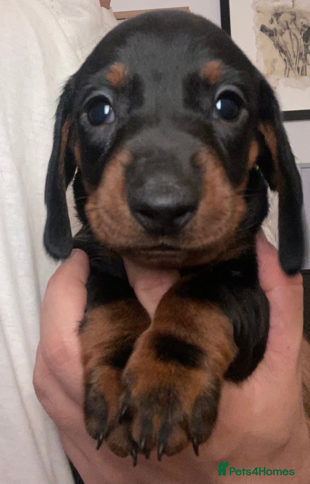 Dachshund dogs for sale: Standard Dachshund Puppies (KC registered) - Image 9