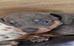 Miniature Dachshund dogs for sale: Miniture dashhound blue and tan - Image 5