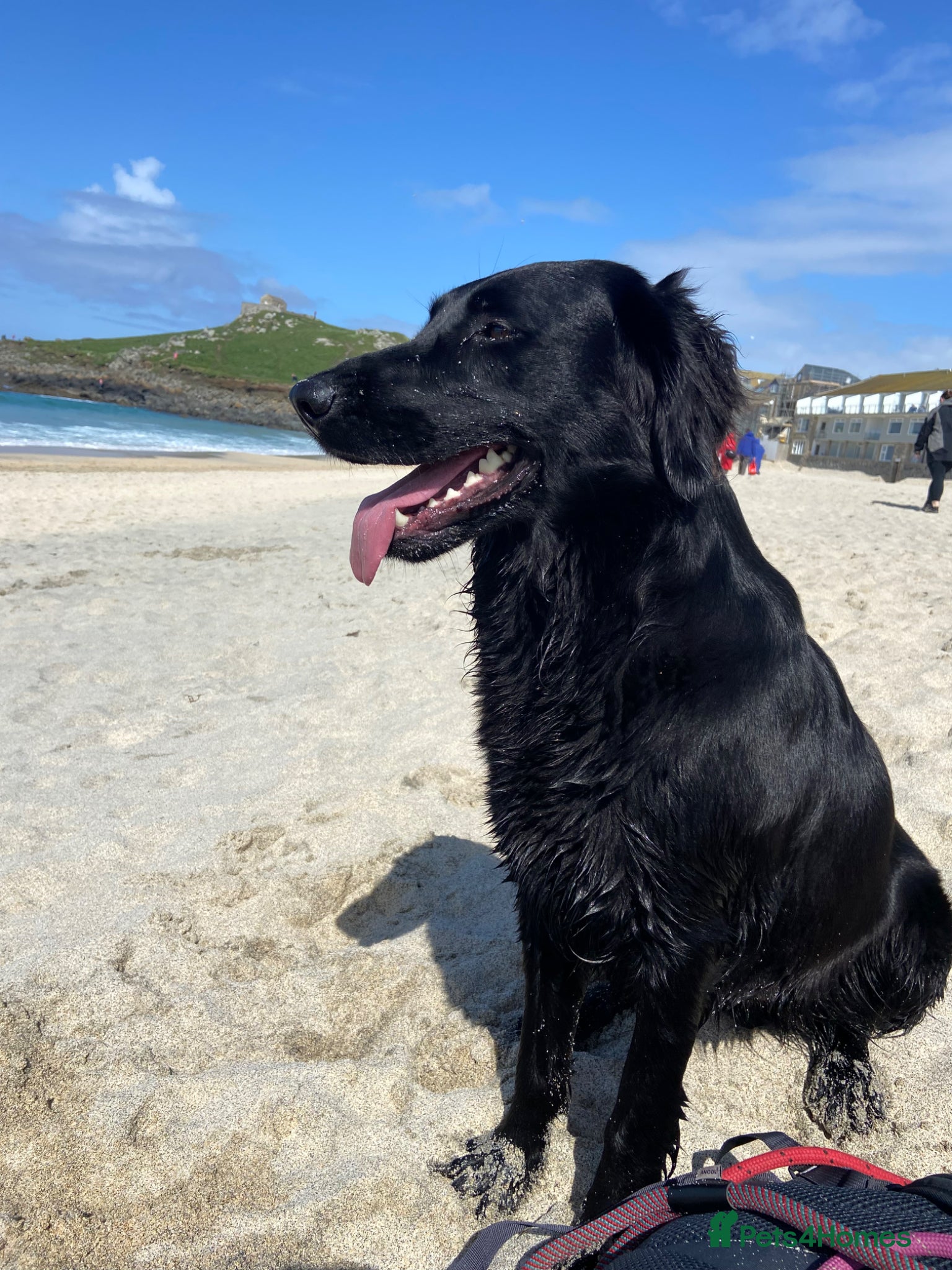 Flat coated Retriever dogs KC Reg Flat Coated Retriever pups  - Advert 1