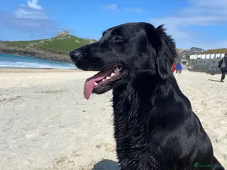 Flat coated Retriever dogs KC Reg Flat Coated Retriever pups - Advert 1