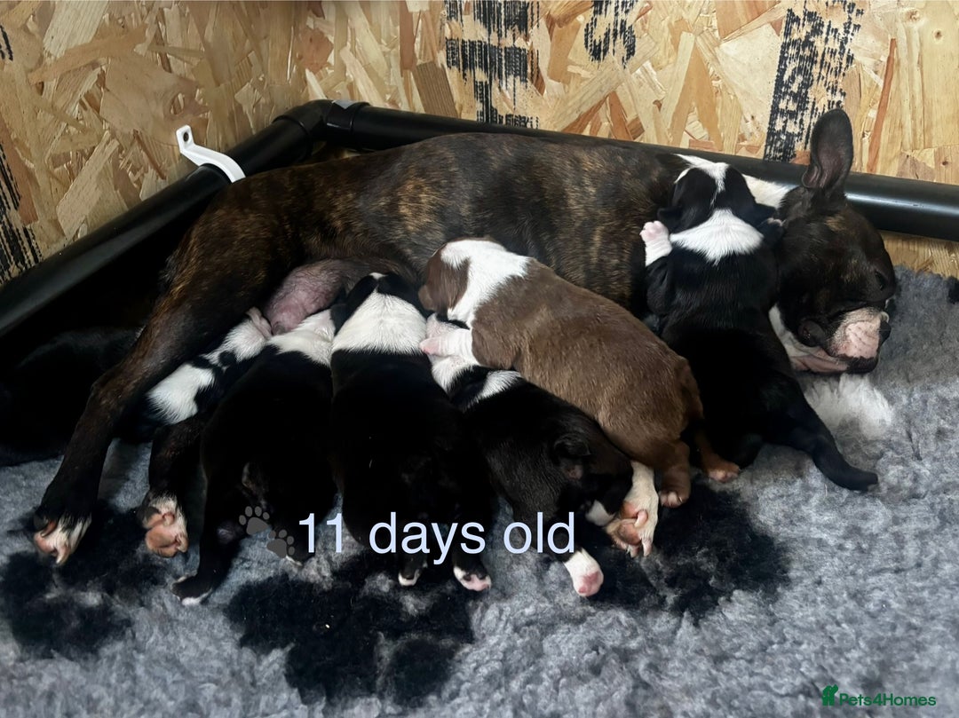 Boston Terrier dogs for sale: Beautiful Boston Terrier Puppies  - Image 3