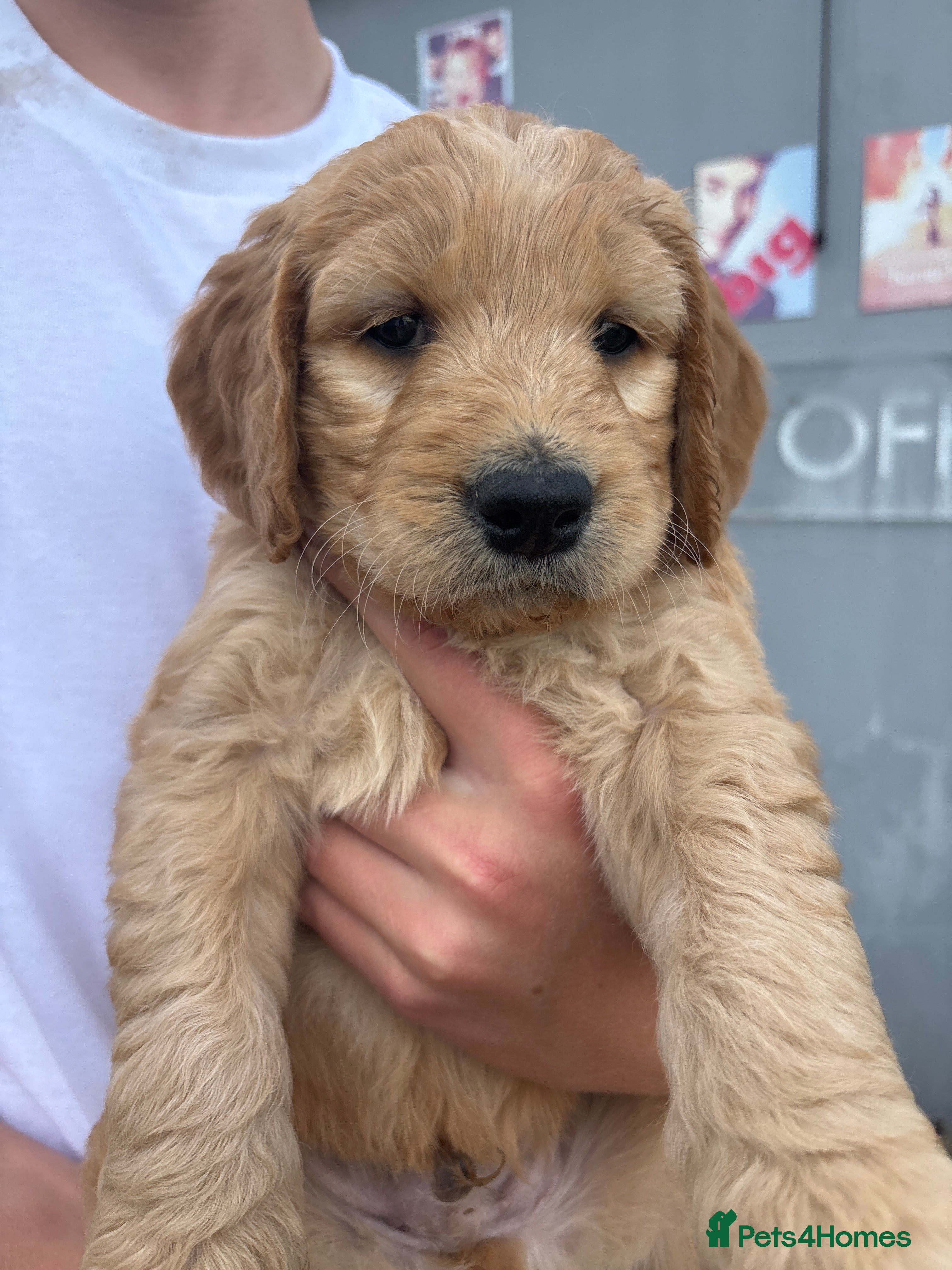 Double Doodle dogs for sale: Beautiful double/golden doodles from family pet - Advert 21