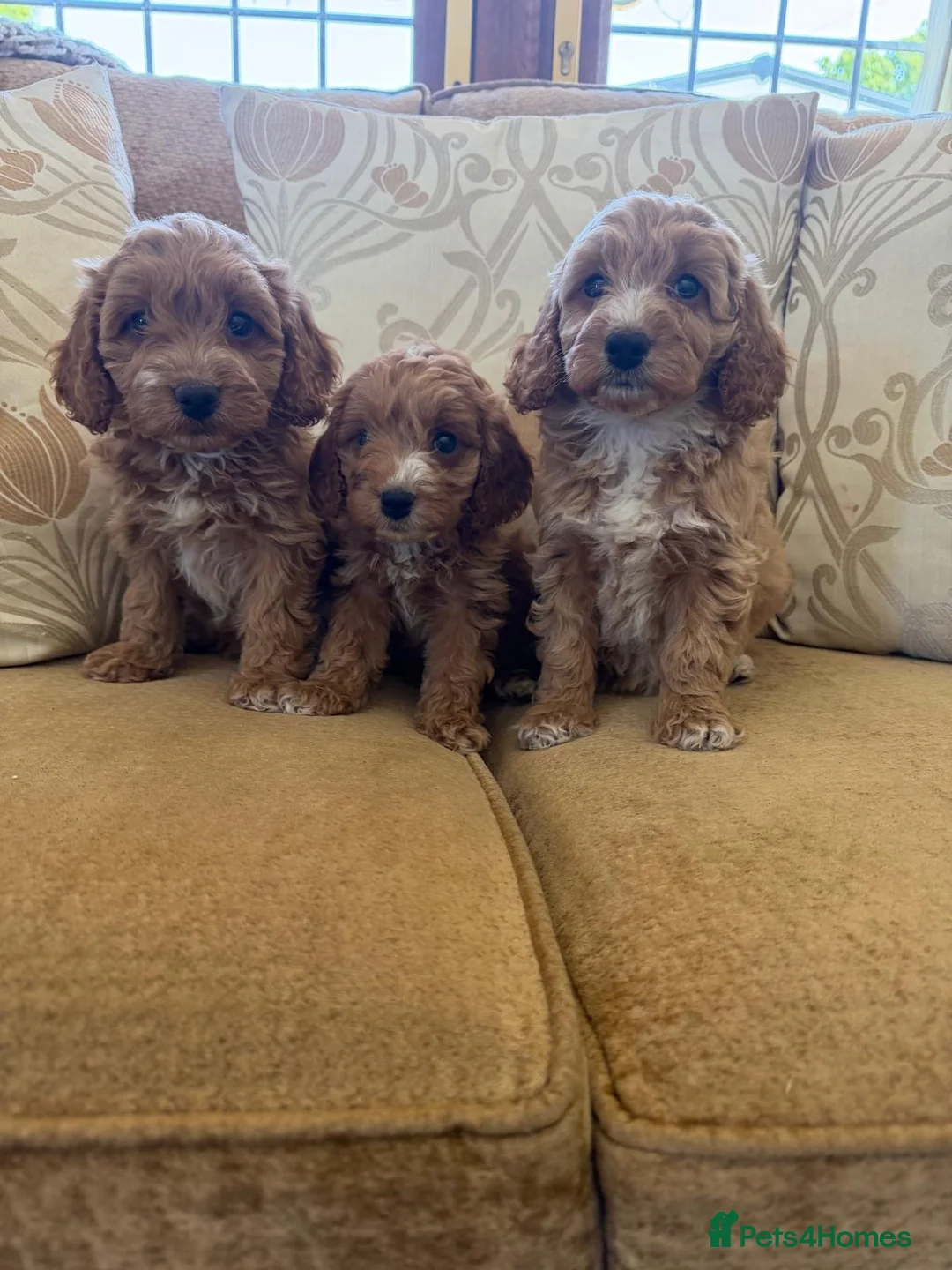 Cockapoo dogs for sale: LICENSED BREEDER F1 health tested cockapoos  - Advert 1