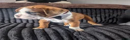 Boxer dogs for sale: Stunning boxer puppies  - Advert 35