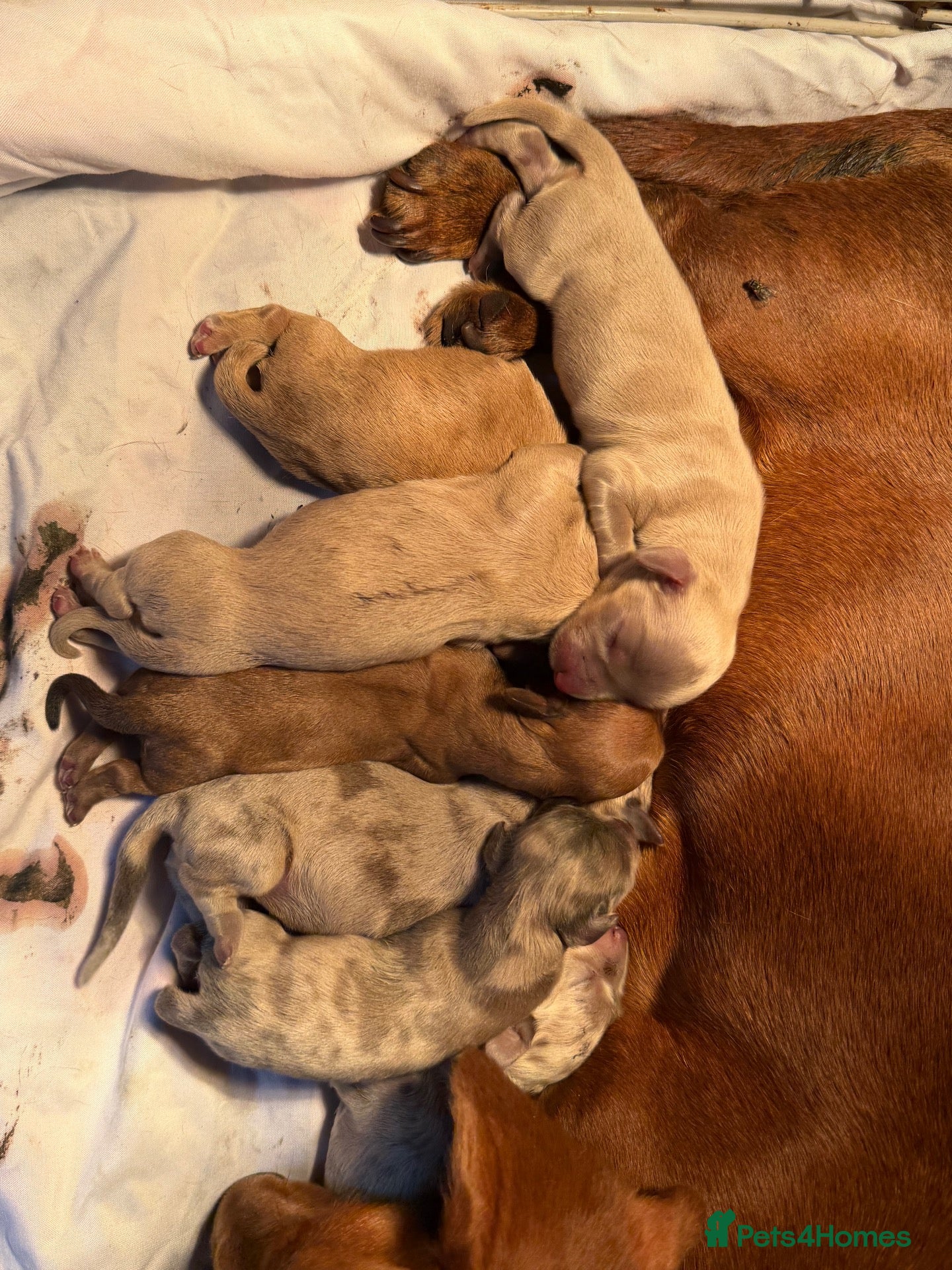 Miniature Dachshund dogs Last 3 beautiful puppy’s from a litter of 6  - Advert 1
