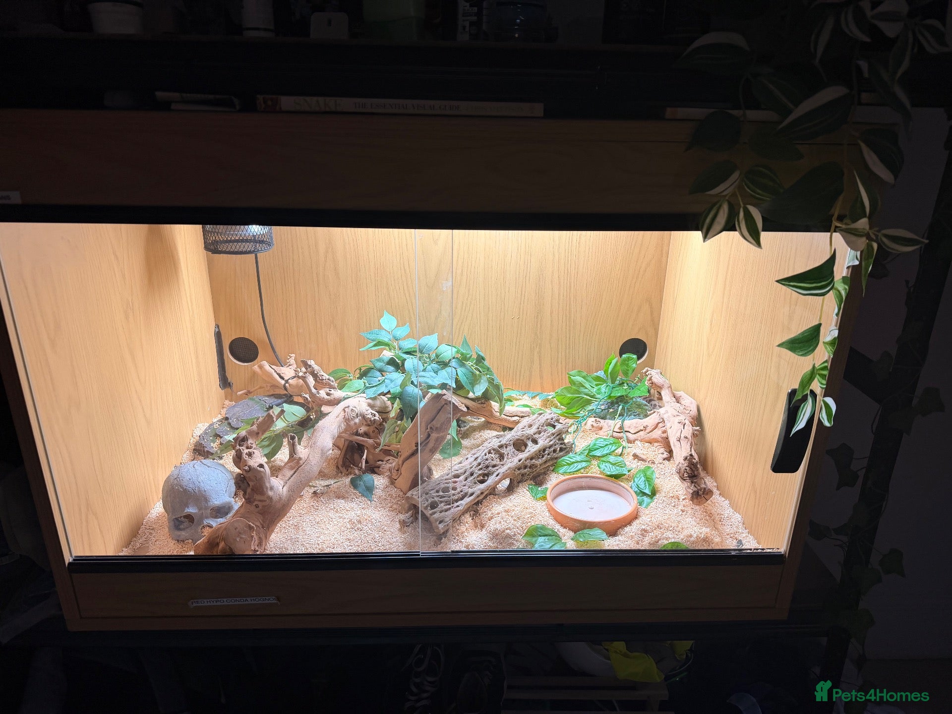 Snake reptiles Hog nose snake + enclosure for sale  - Advert 2