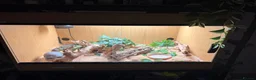Snake reptiles for sale: Hog nose snake + enclosure for sale  in London - Advert 1