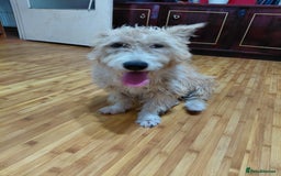 Mixed Breed dogs for adoption: A Gentle & Beautiful Girl - for a Loving Home - Image 30