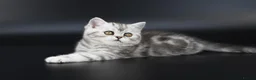 Scottish Fold cats for sale: LICENSED CATTERY PURE BREED TOP QUALITY KITTENS - Advert 26