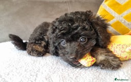 Cockapoo dogs for sale: Fully Vaccinated, Adorable small Cockapoo puppies - Image 27