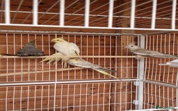Cockatiels birds for sale: Mixed young cockatiels  - Image 6